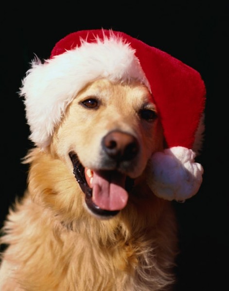 Immagini Cani Natale.Un Natale A Misura Di Cane E Gatto Innovet