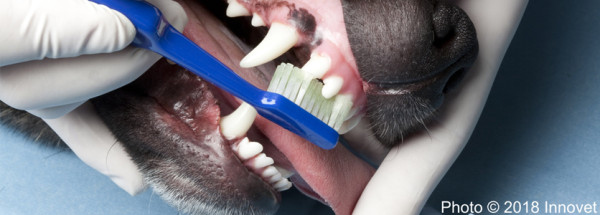 Nuove linee guida WSAVA per le cure odontoiatriche