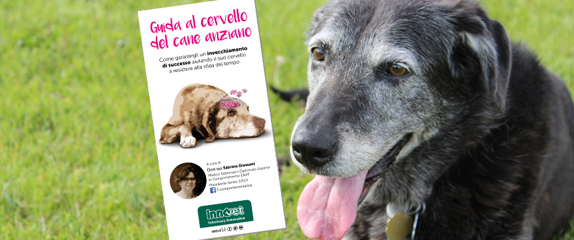 Il benessere psicologico del cane anziano: la fase di gioco - Petme