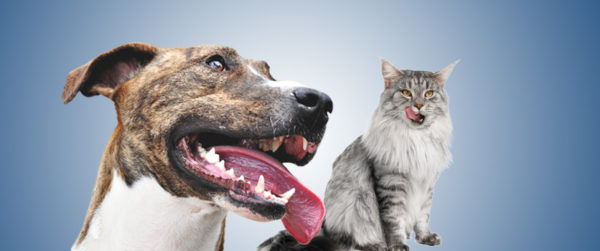 Nuove linee guida per la salute orale di cani e gatti