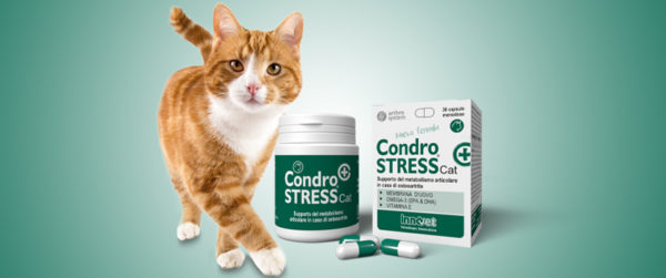 Condrostress®: una nuova formula per gatti in fase cronica