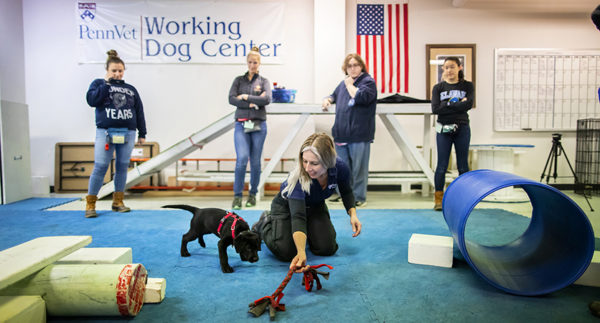 Un fitness per le articolazioni dei cani da lavoro