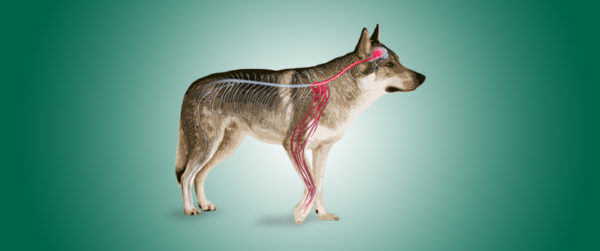 La micro-PEA come strumento dietetico per il dolore cronico di cani e gatti