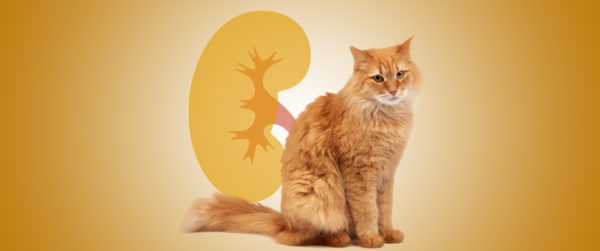 PEA-um e problemi renali del gatto in un webinar per medici veterinari