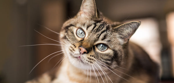 Mastociti nella cornea di gatto: nuovo report