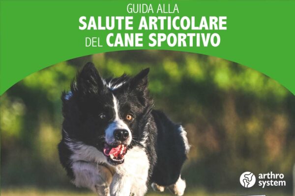 Guida alla Salute Articolare del cane sportivo