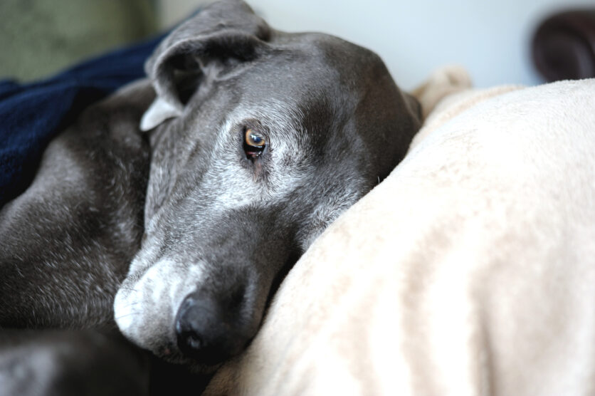 La salute del cane anziano passa anche per l’acqua