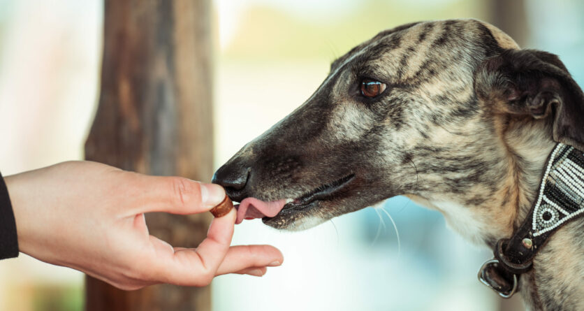 UN NUOVO REDONYL® PENSATO PER I PET ALLERGICI ALLE PROTEINE ANIMALI